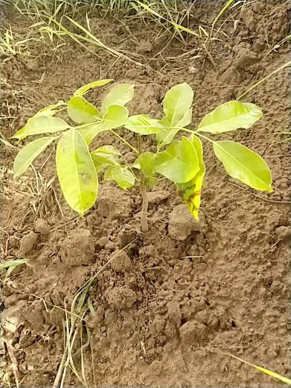 tree image