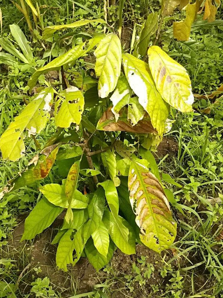 tree image