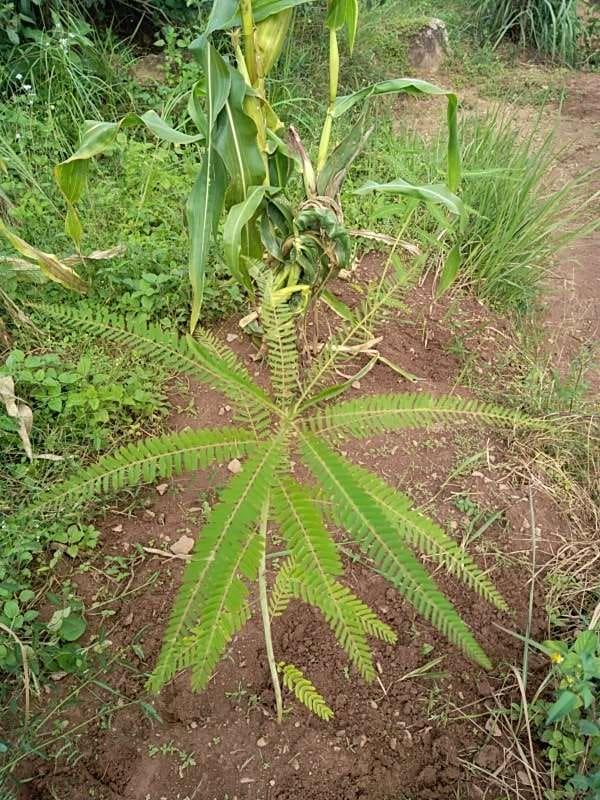 tree image