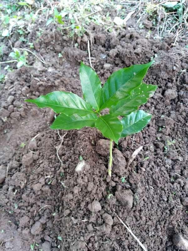 tree image