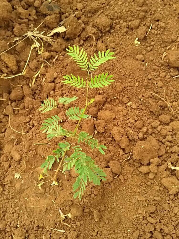tree image