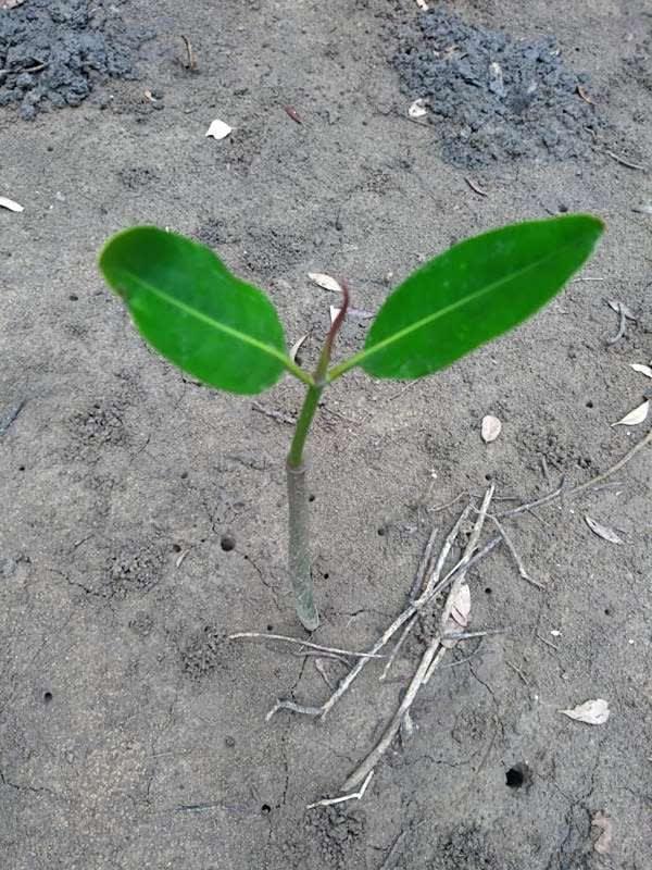 tree image