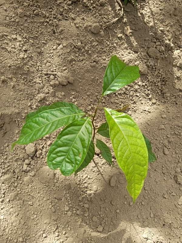 tree image