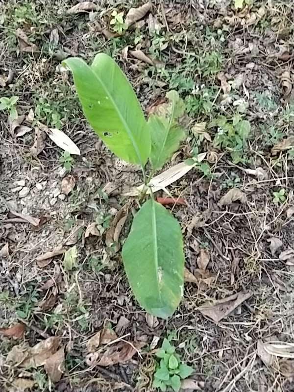 tree image