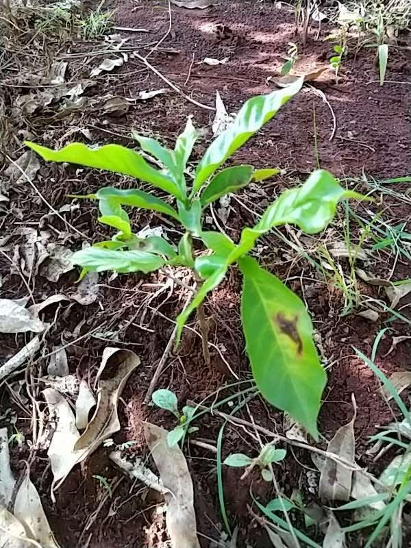 tree image