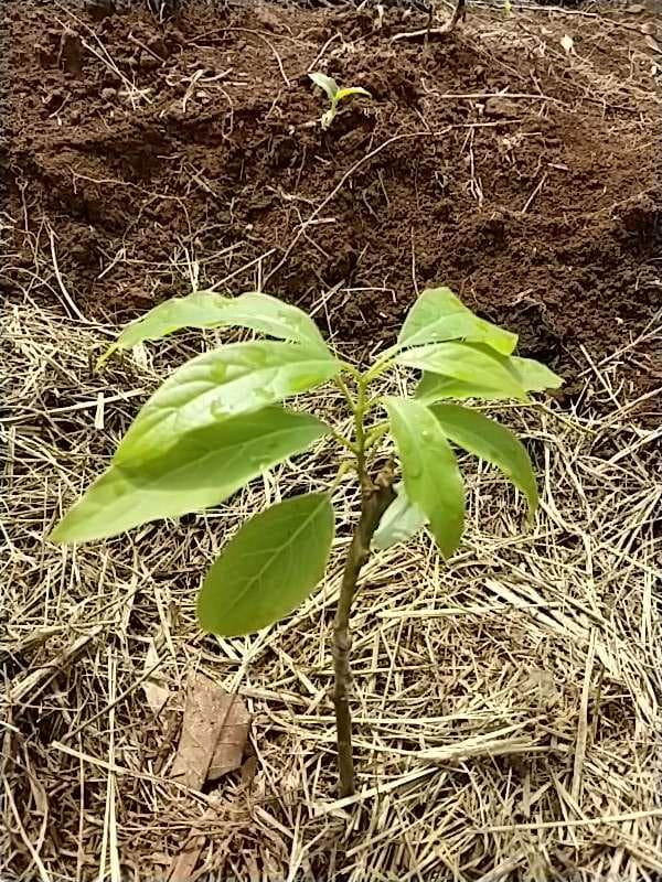 tree image