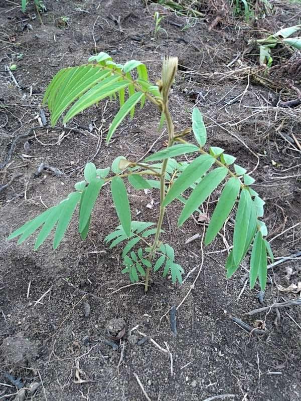 tree image