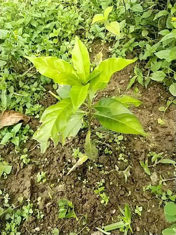 tree image