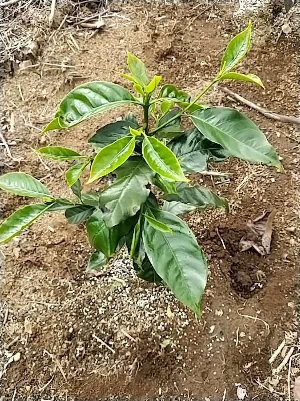 tree image