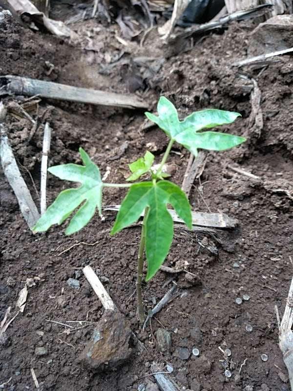 tree image