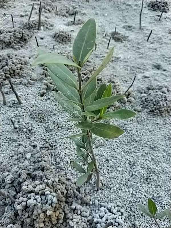 tree image
