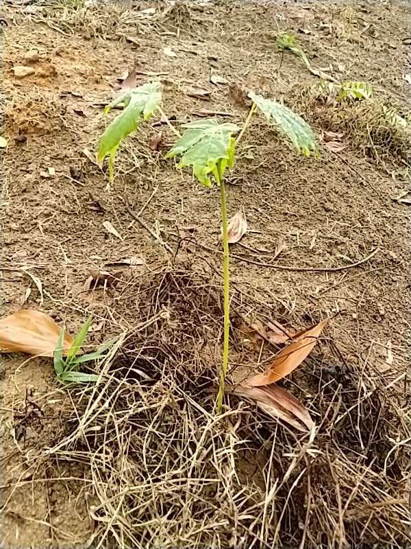 tree image