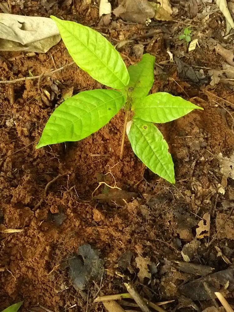tree image