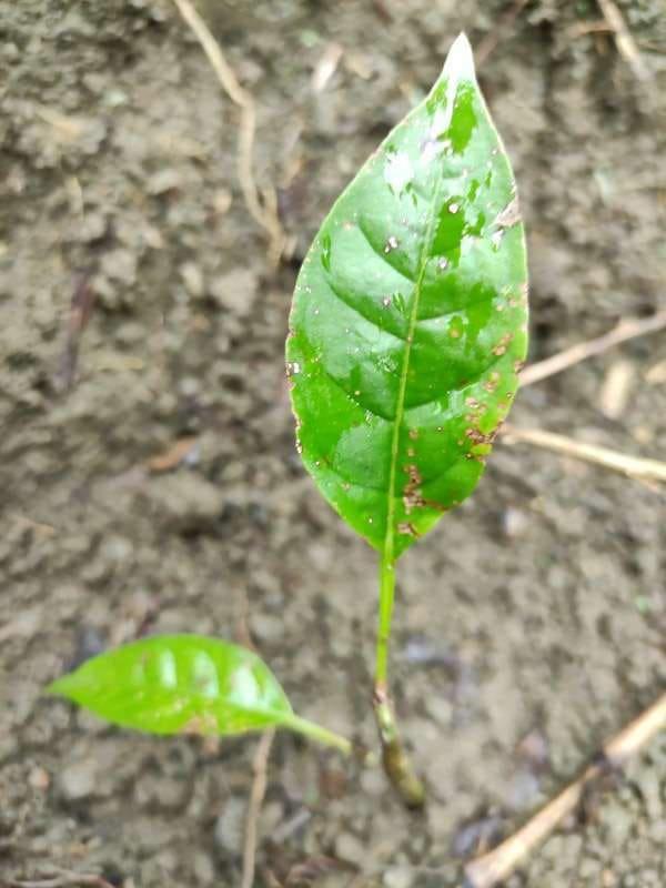 tree image