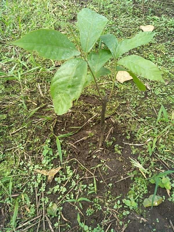 tree image