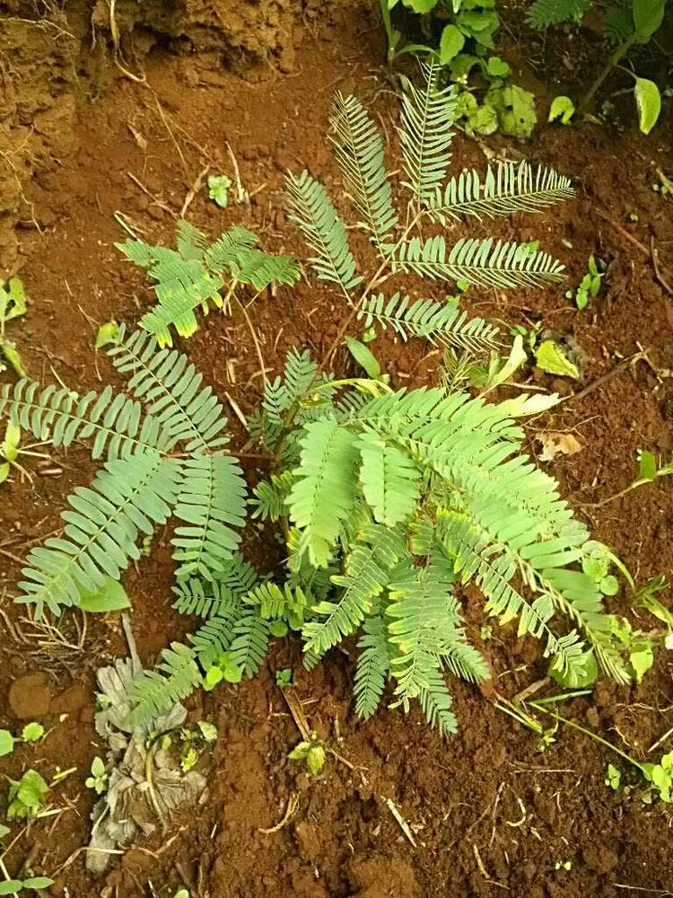 tree image