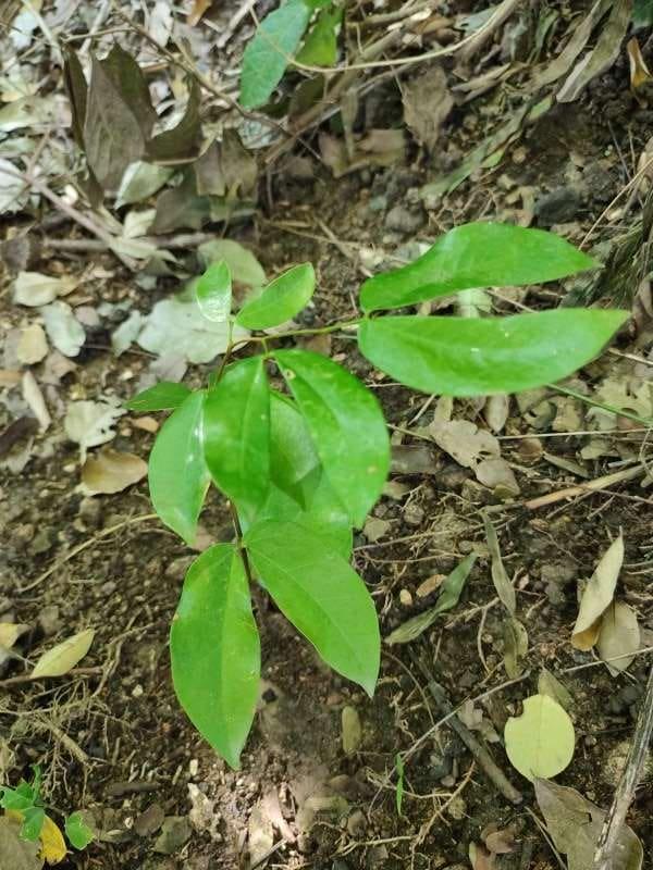tree image