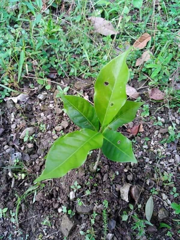 tree image