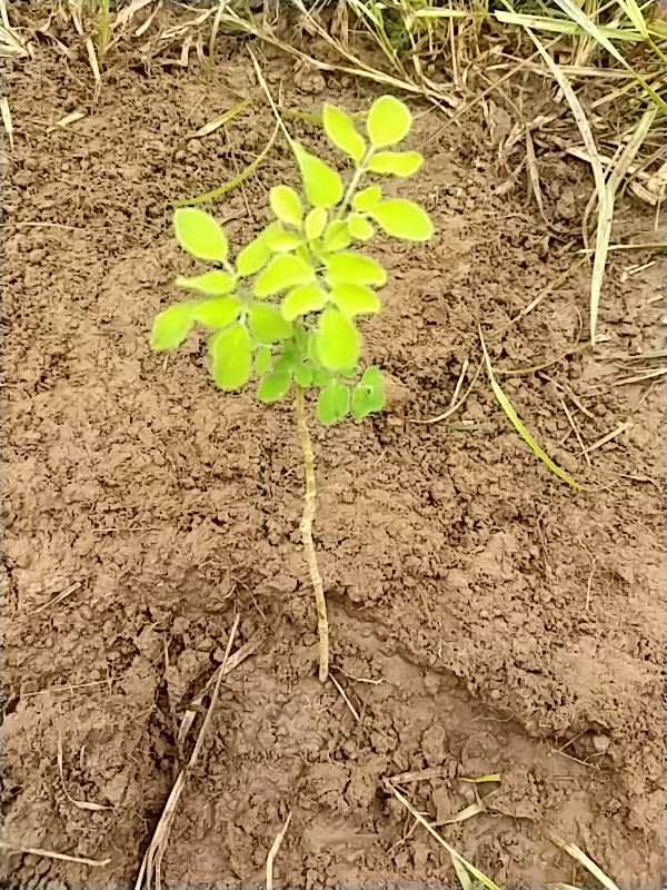 tree image