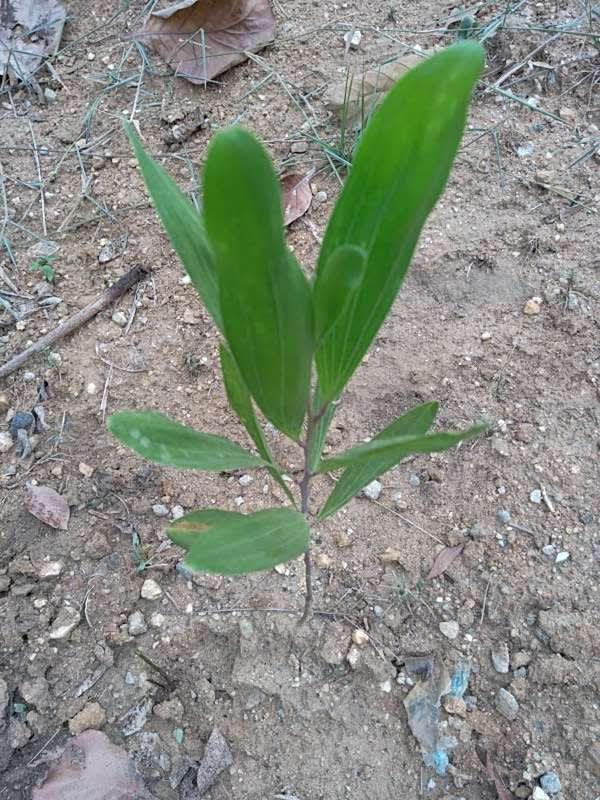 tree image