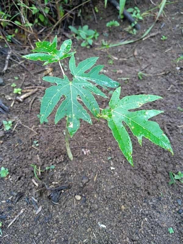 tree image