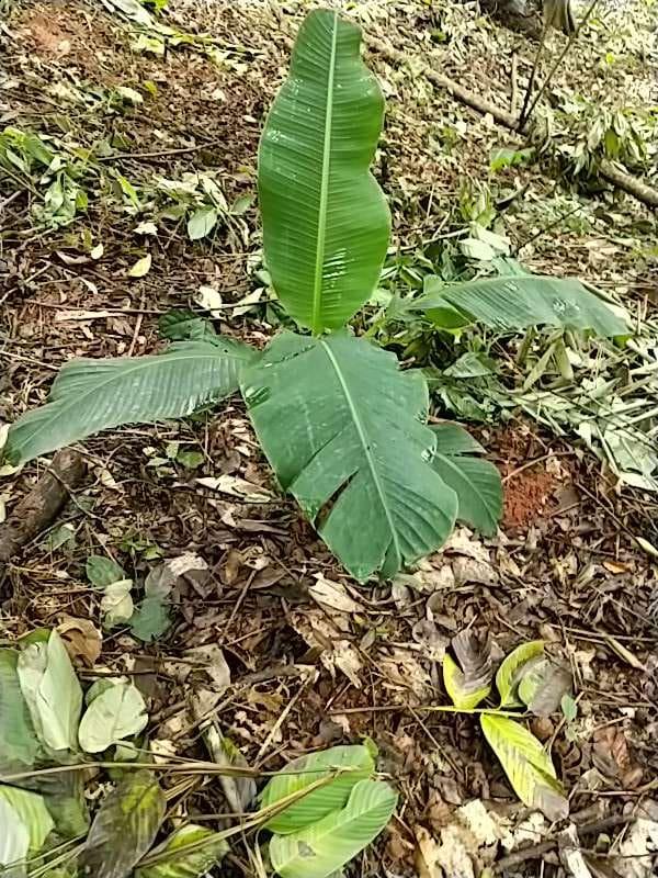 tree image