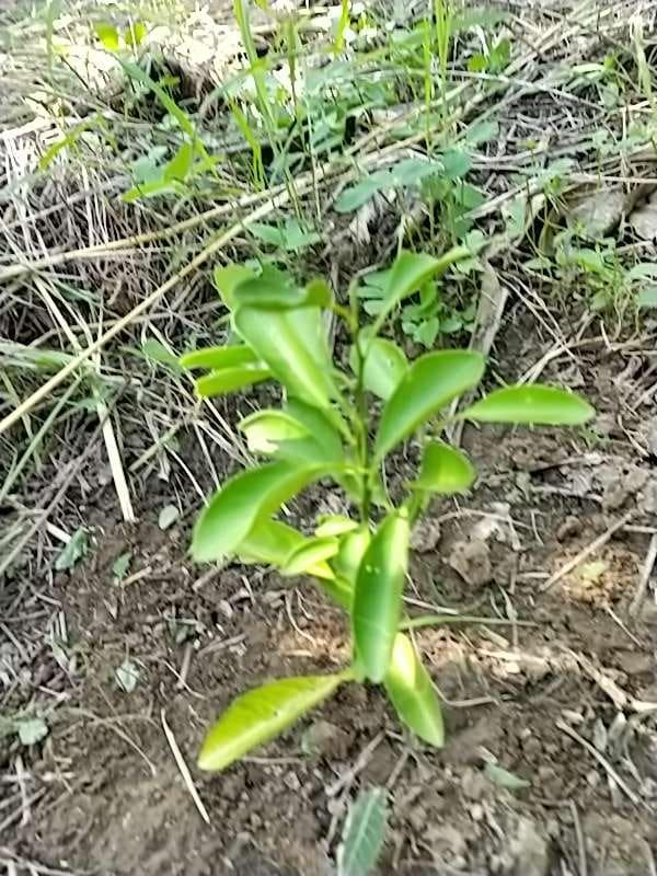 tree image