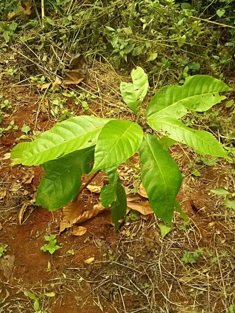 tree image