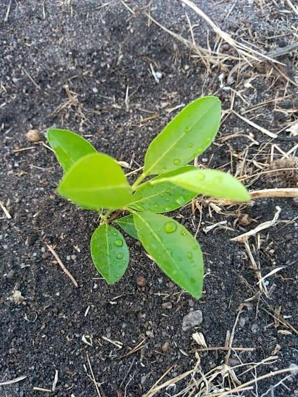 tree image