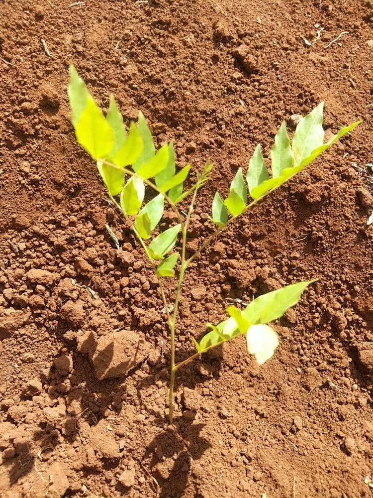 tree image