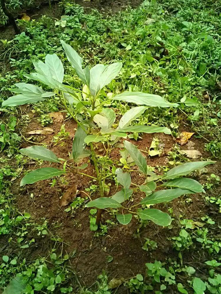 tree image