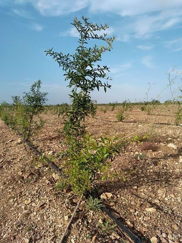 tree image