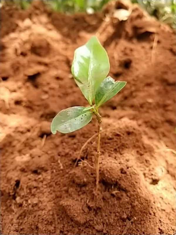 tree image