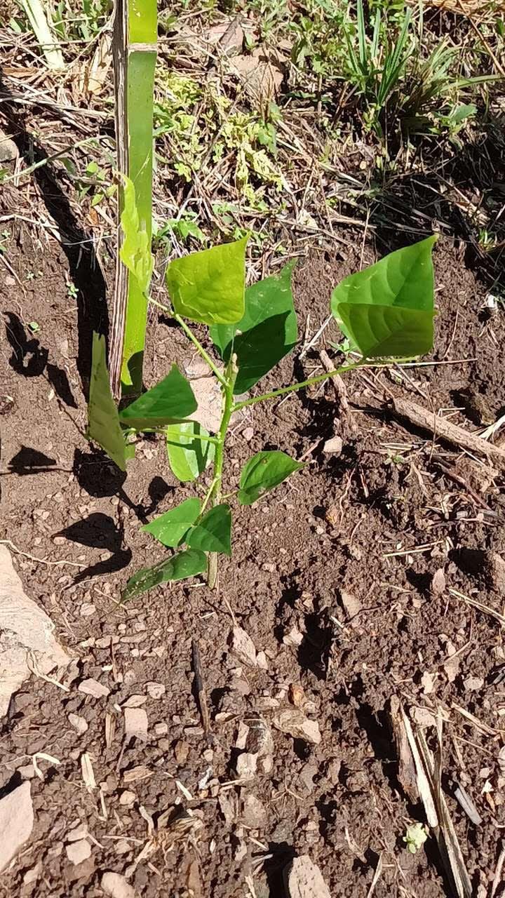 tree image