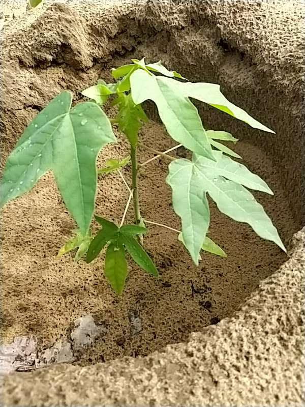 tree image