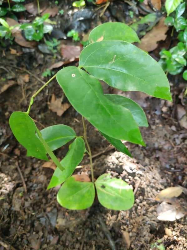 tree image