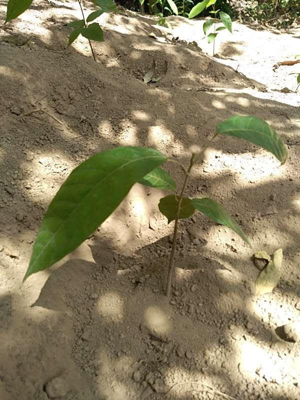 tree image