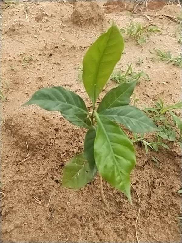 tree image