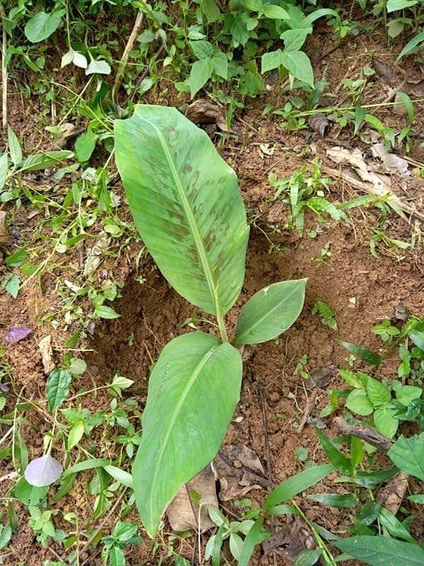 tree image