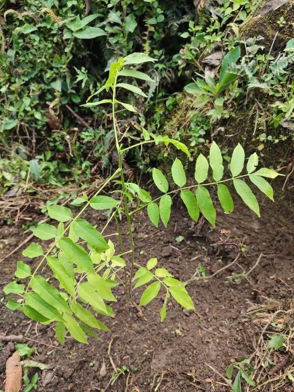tree image