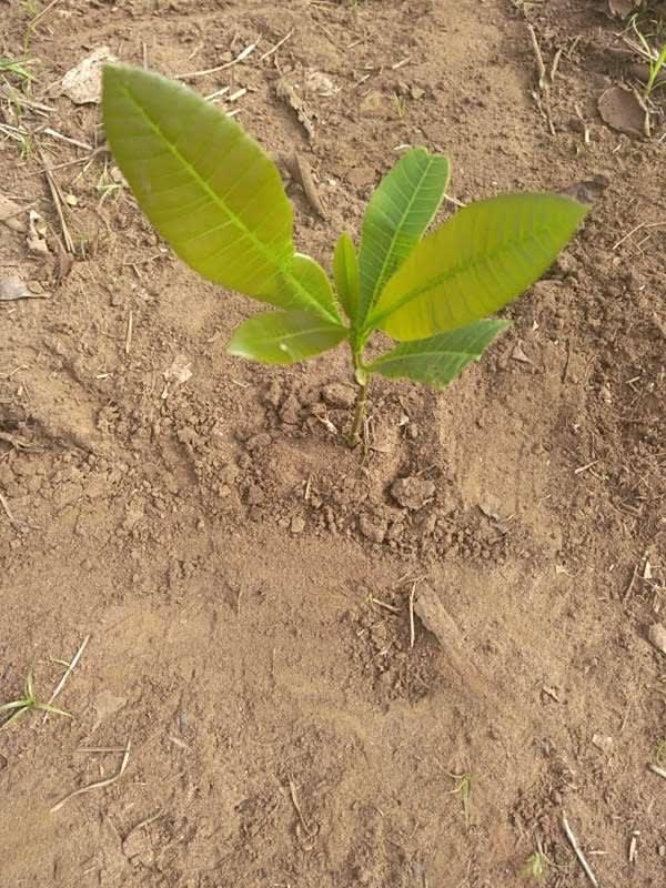 tree image