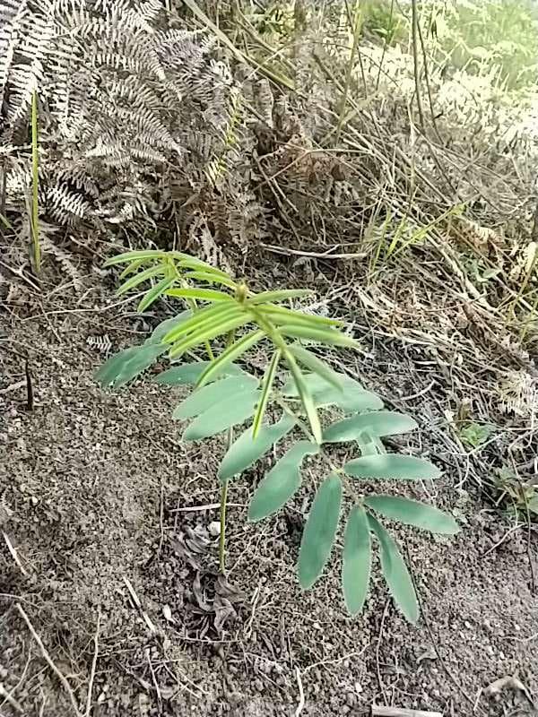 tree image