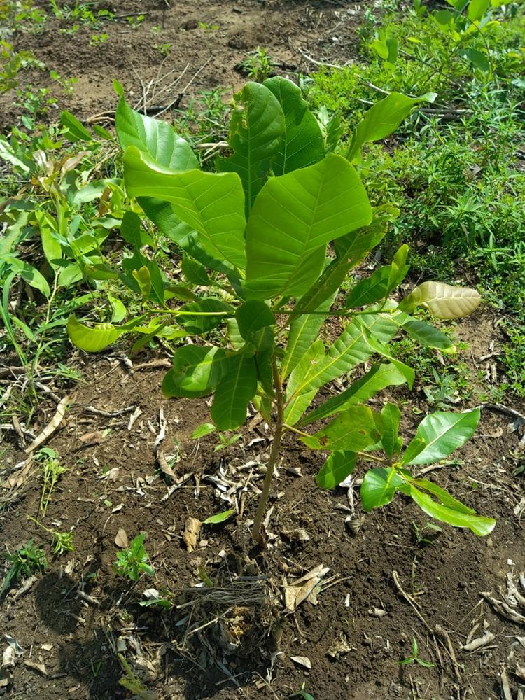 tree image