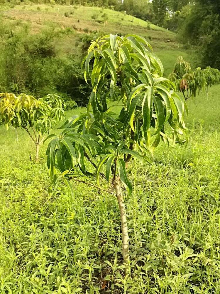 tree image
