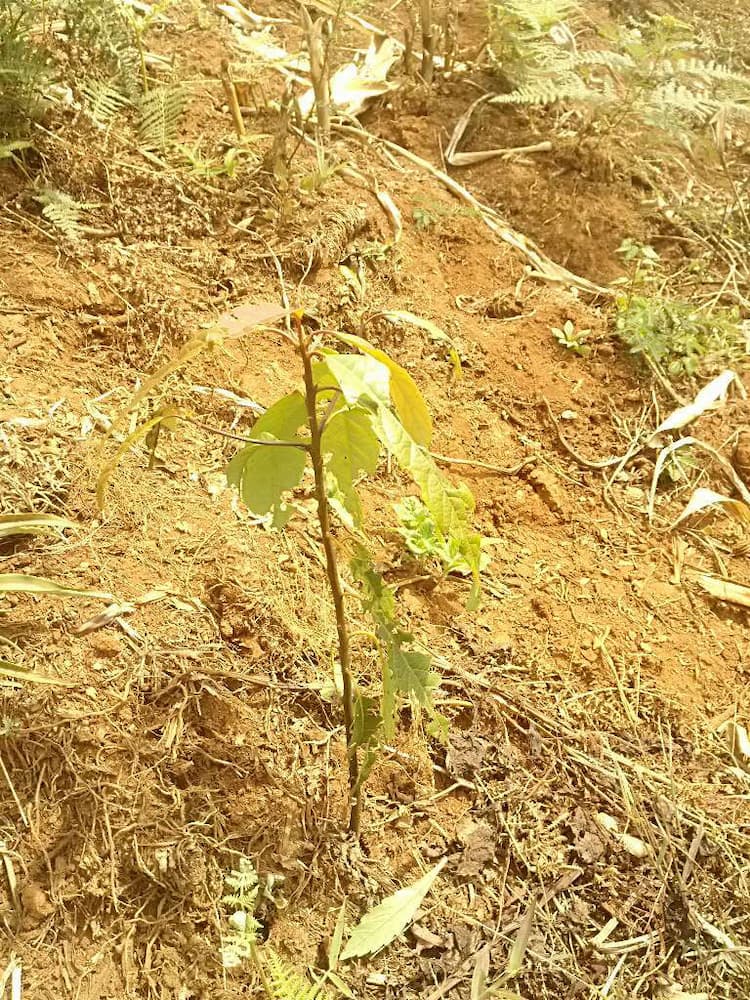 tree image
