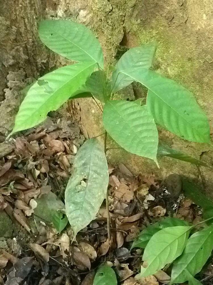 tree image