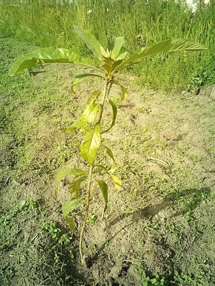 tree image