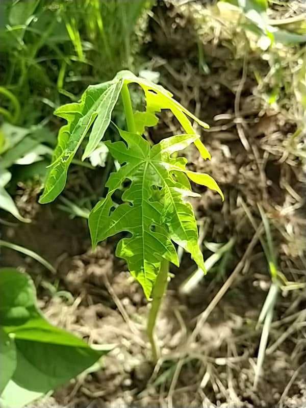 tree image