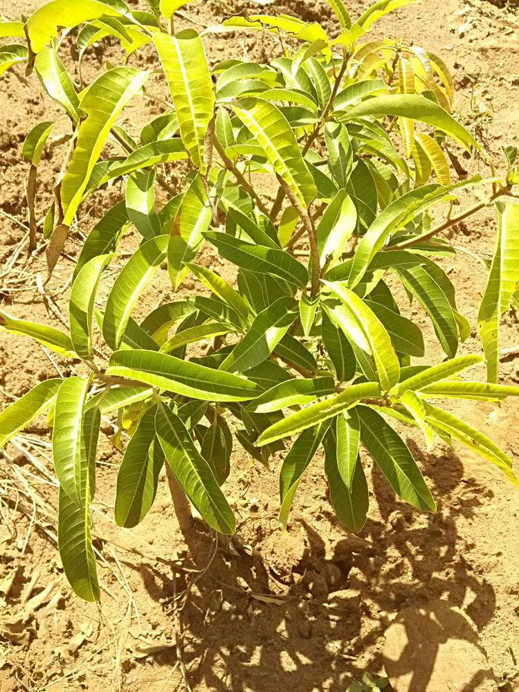 tree image