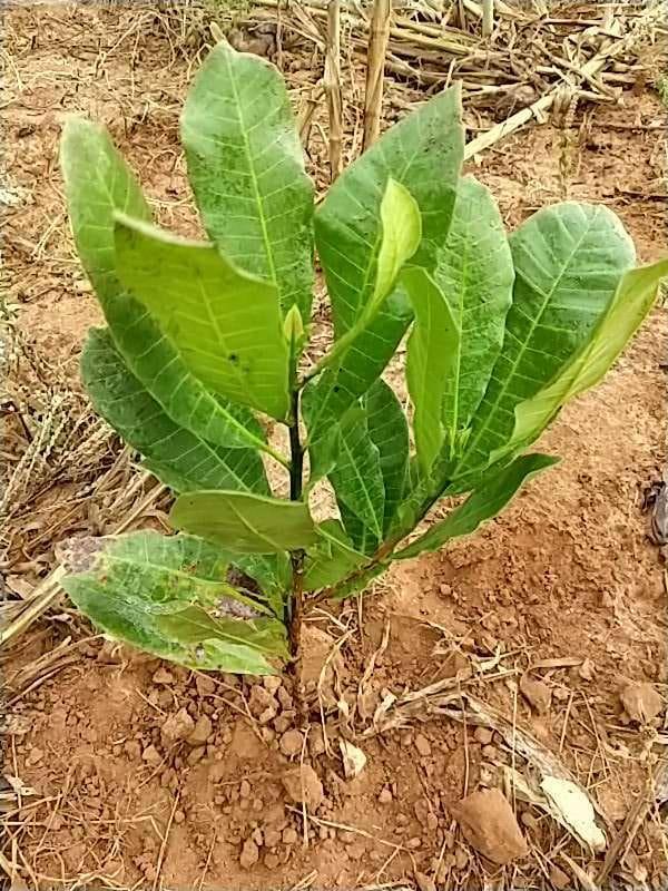 tree image
